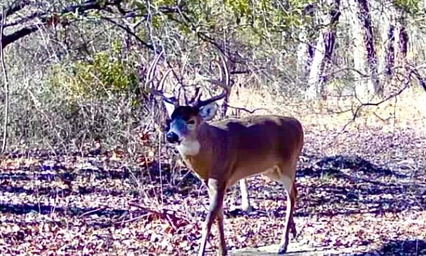 20±-Acre Property Ideal for Duck, Deer and Turkey Hunting – White County