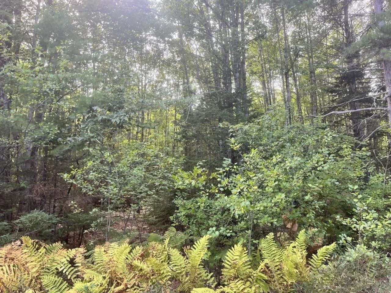 Land -Single Family Acreage in Surry - Surry, Maine, 04684