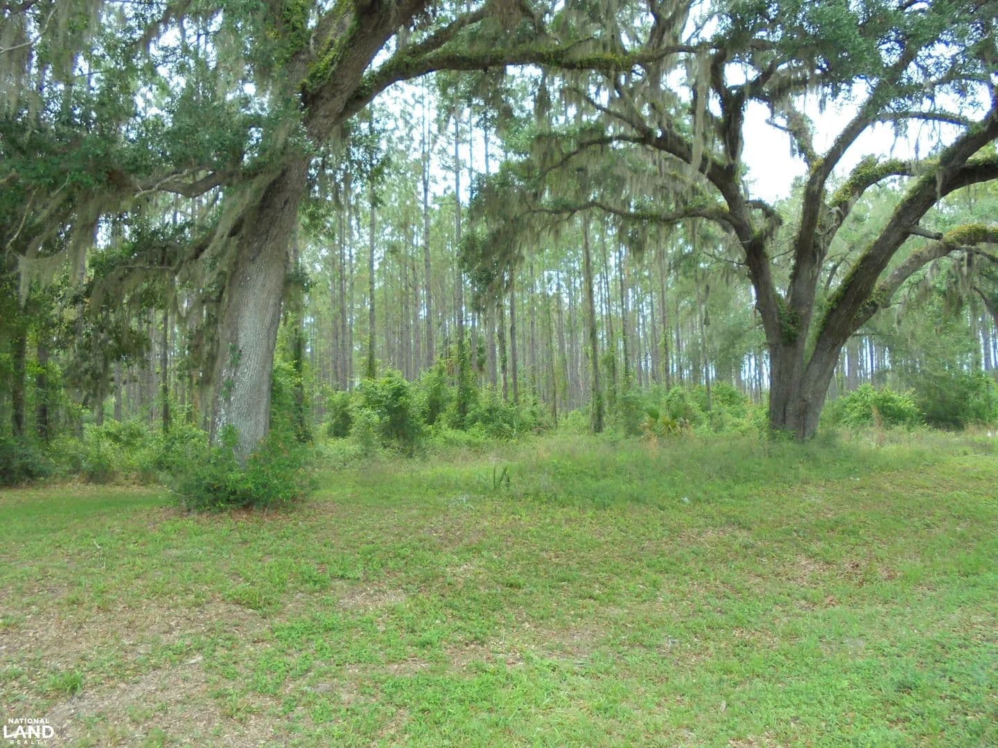 Perry Wooded Tract - Perry, Florida, 32348