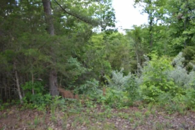 Property from 0 Beauchamp Rd - KW - Burkesville, Kentucky, 42717