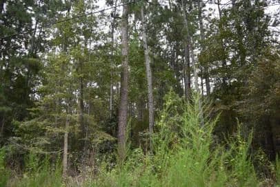 Vacant Land in Hemingway - Hemingway, South Carolina, 29554