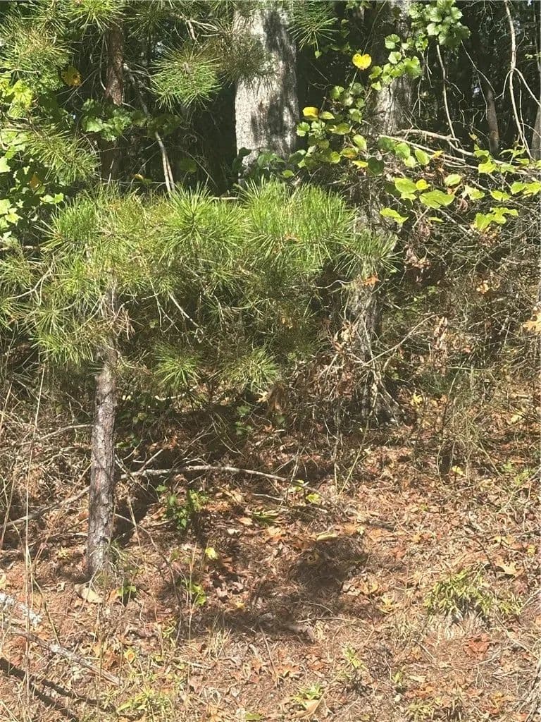 Vacant Land in North Wilkesboro - North Wilkesboro, North Carolina, 28659