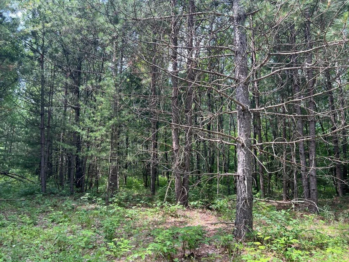 Leeman Road - Felch, Michigan, 49831