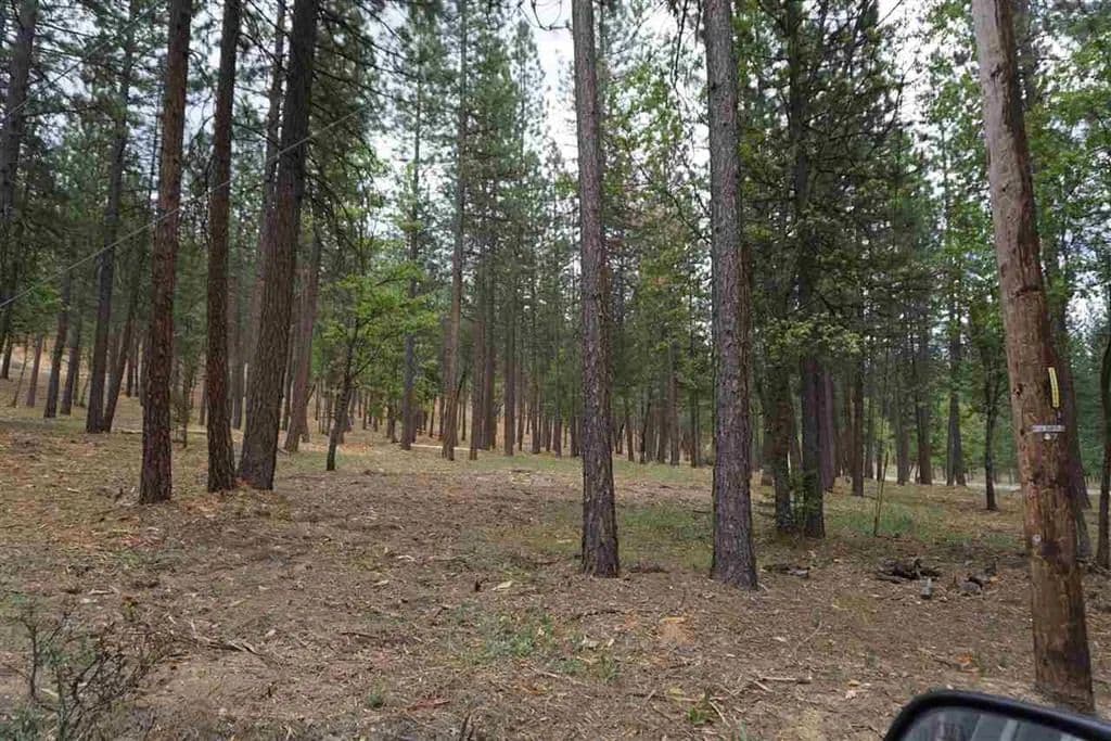 Vacant Land in Quincy - Quincy, California, 95971
