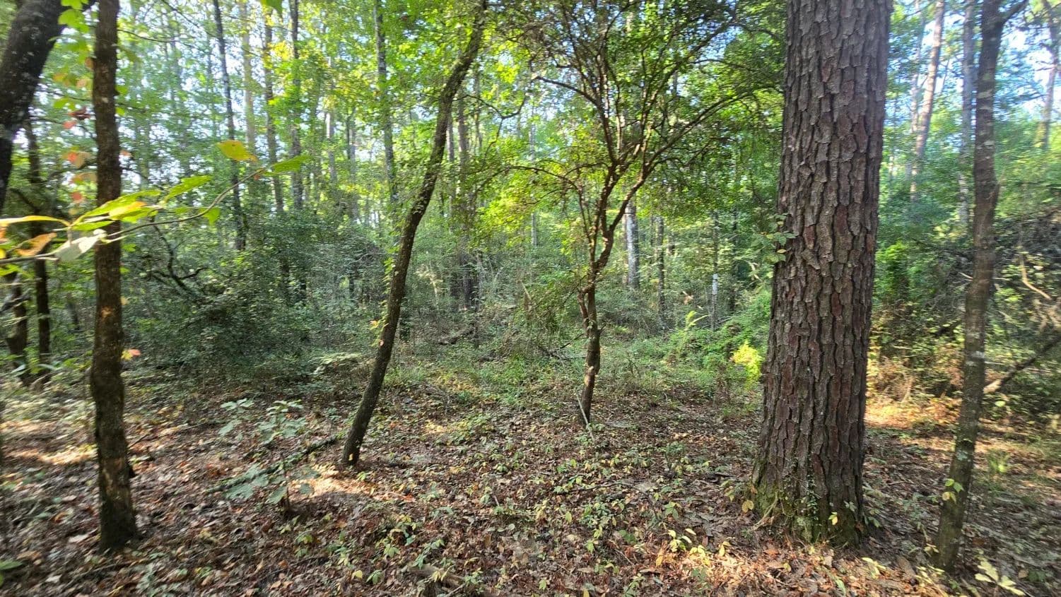 4.5+/- Acres in Wilkinson County, MS - Gloster, Mississippi, 39638