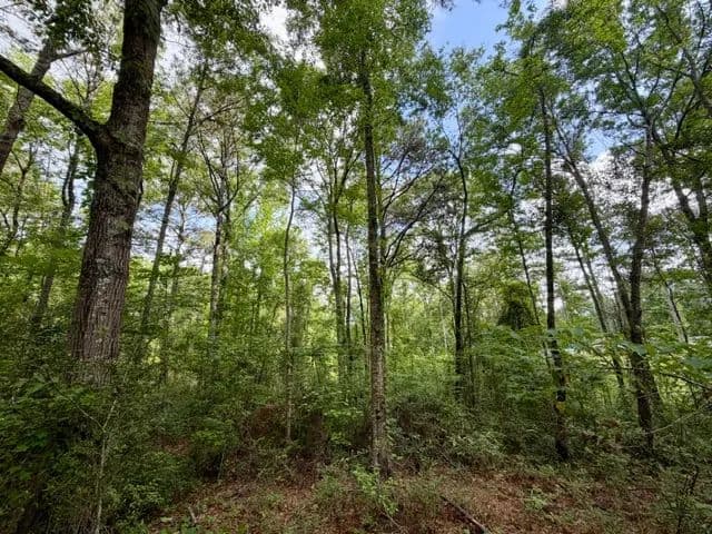 5.4 Acres | Pike County, MS