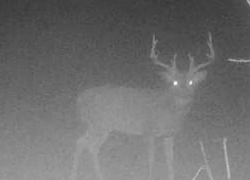 60±-Acre Tract with Great Income Potential and Abundant Wildlife - Cumberland County