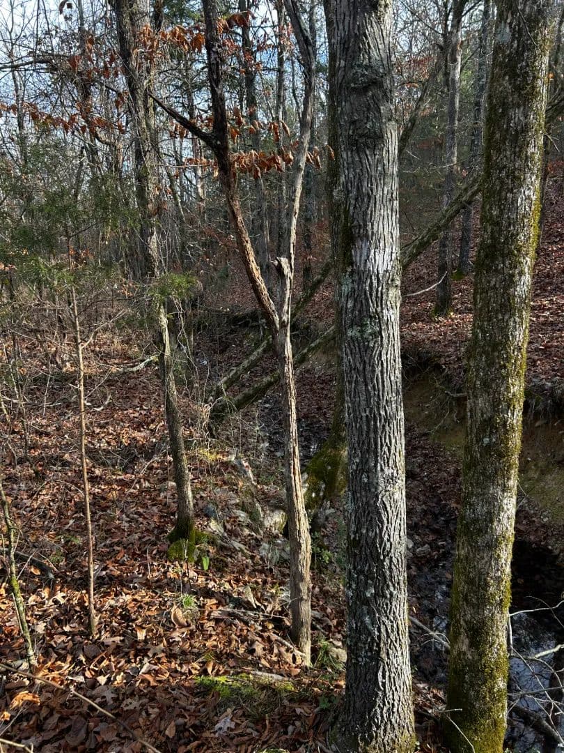 16.37 Acres [Tract 1] in Montgomery County, AR in Oden, Arkansas - photo 5