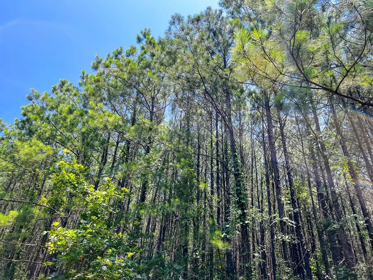 15 Acres | T-8 | Bayou Road | 1023 - Milam, Texas, 75948