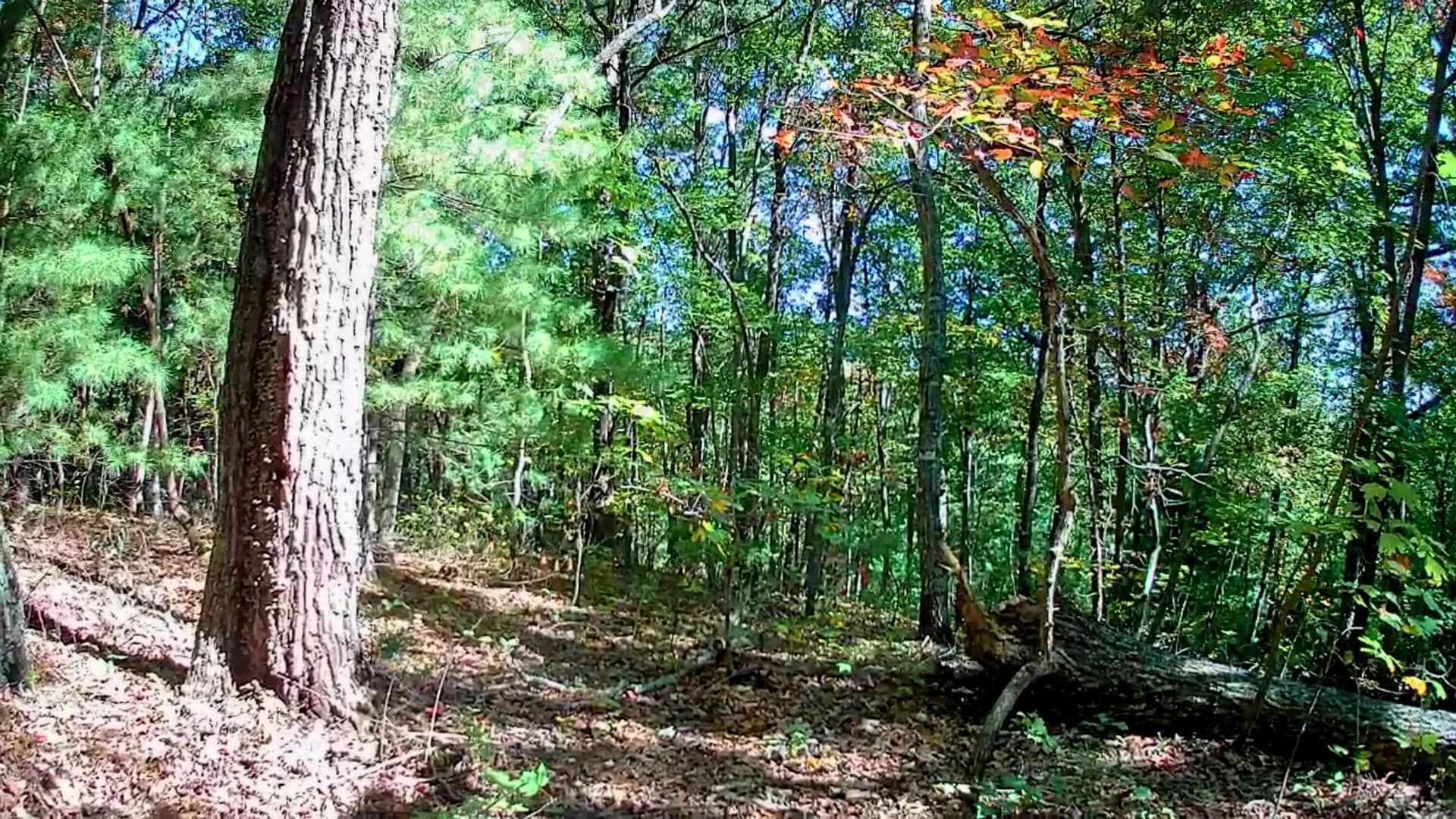24 Acres of Land for Sale in Chatsworth, GA - Chatsworth, Georgia, 30705