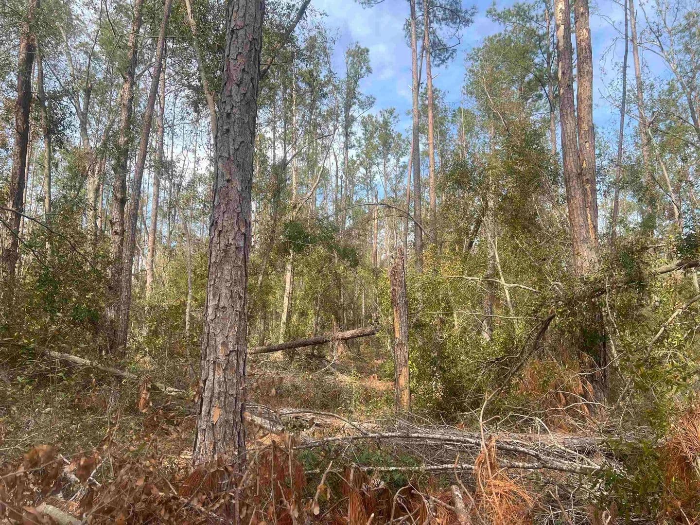 1.01 Acres of Land for Sale in Live Oak, FL - Live Oak, Florida, 32060