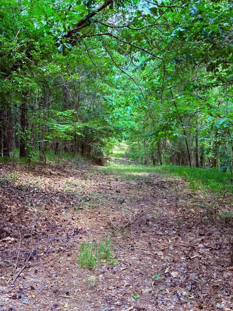 59 Acres in Carroll County, MS  - Carrollton, Mississippi, 38917