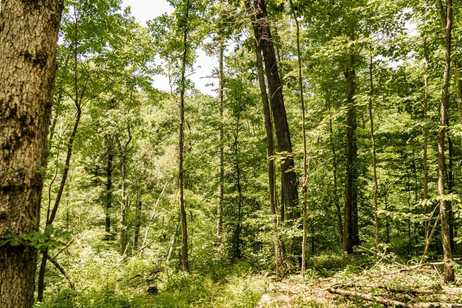 222 Acres in Rowan County, KY - Morehead, Kentucky, 40351