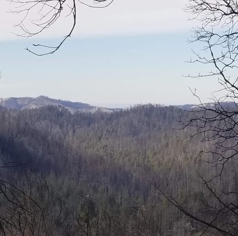 Vacant Land in Boulder Creek