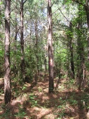 4.89 Acres of Land for Sale in Shepherd, Texas - Shepherd, Texas, 77371
