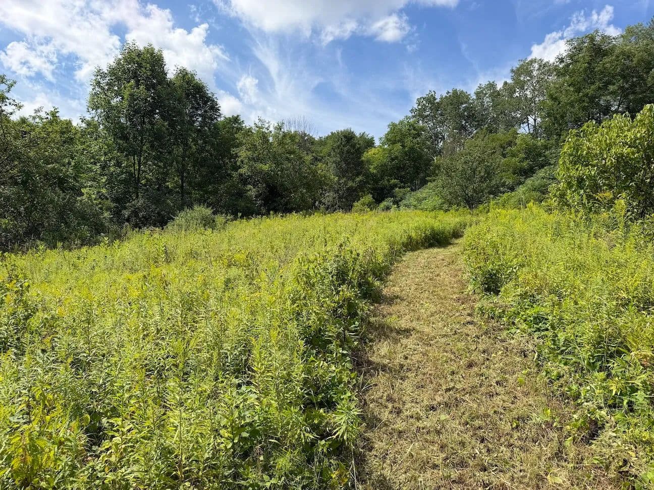 7 acres Recreational Land and Building Site with Fruit Trees and Views in South Dayton NY Dye Road - South Dayton, New York, 14138