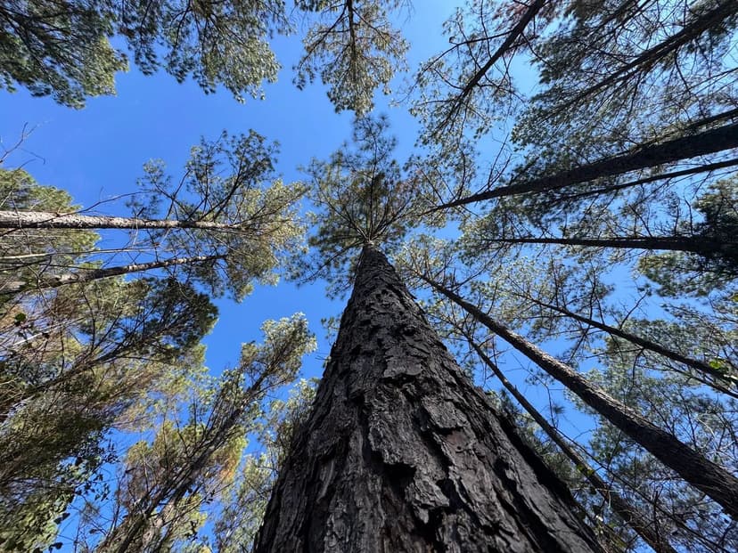 120 +/- acre Pine Plantation, with Duck, Turkey & Deer Habitat Chambers Co