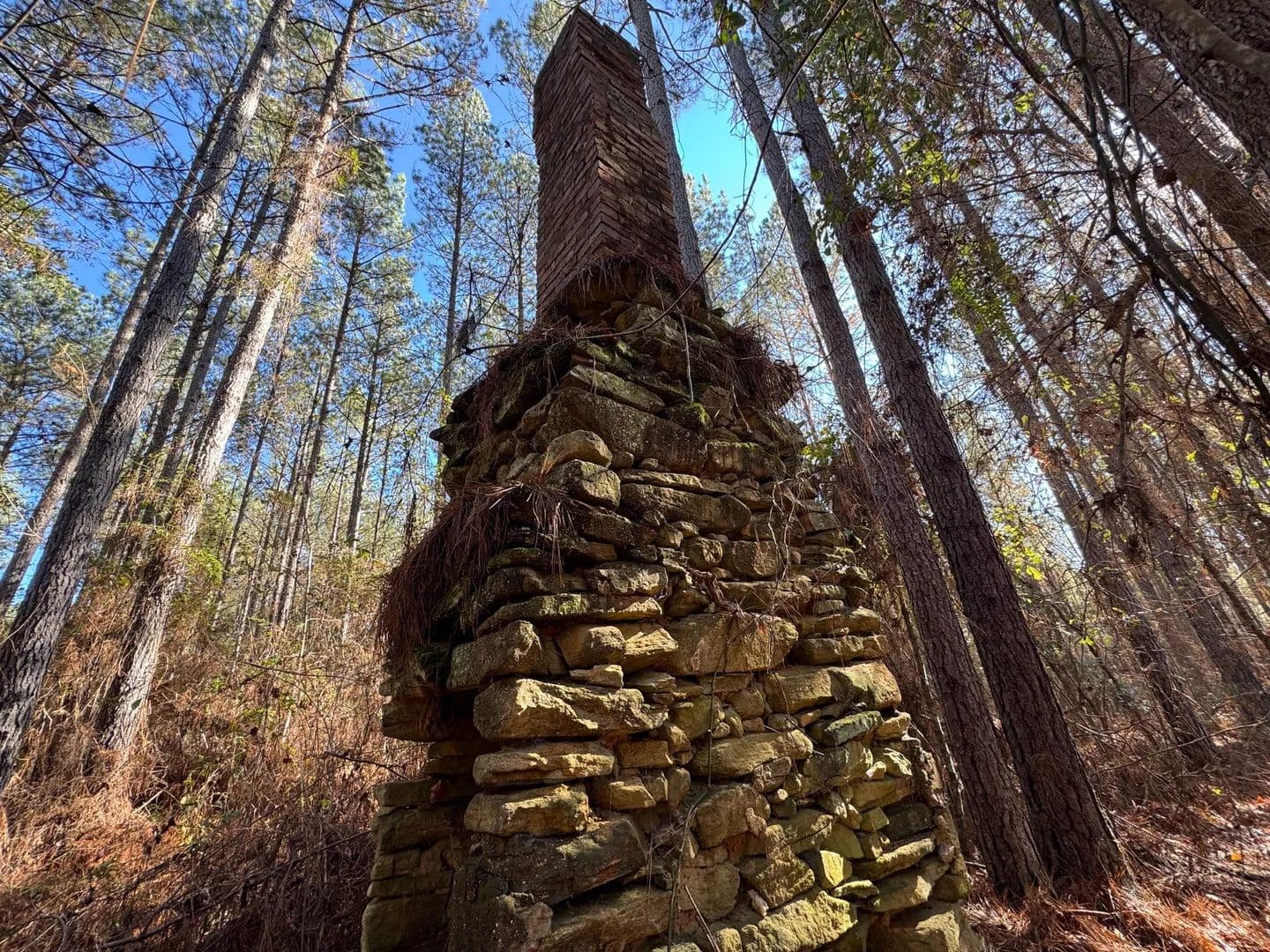 112 +/- acre Pine Plantation, with Duck, Turkey & Deer Habitat Chambers Co - land for sale