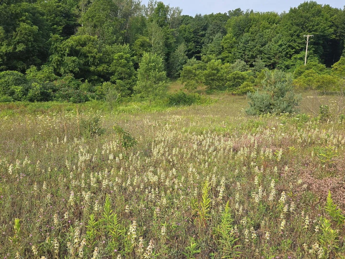 Vacant Land in Hart - Hart, Michigan, 49420