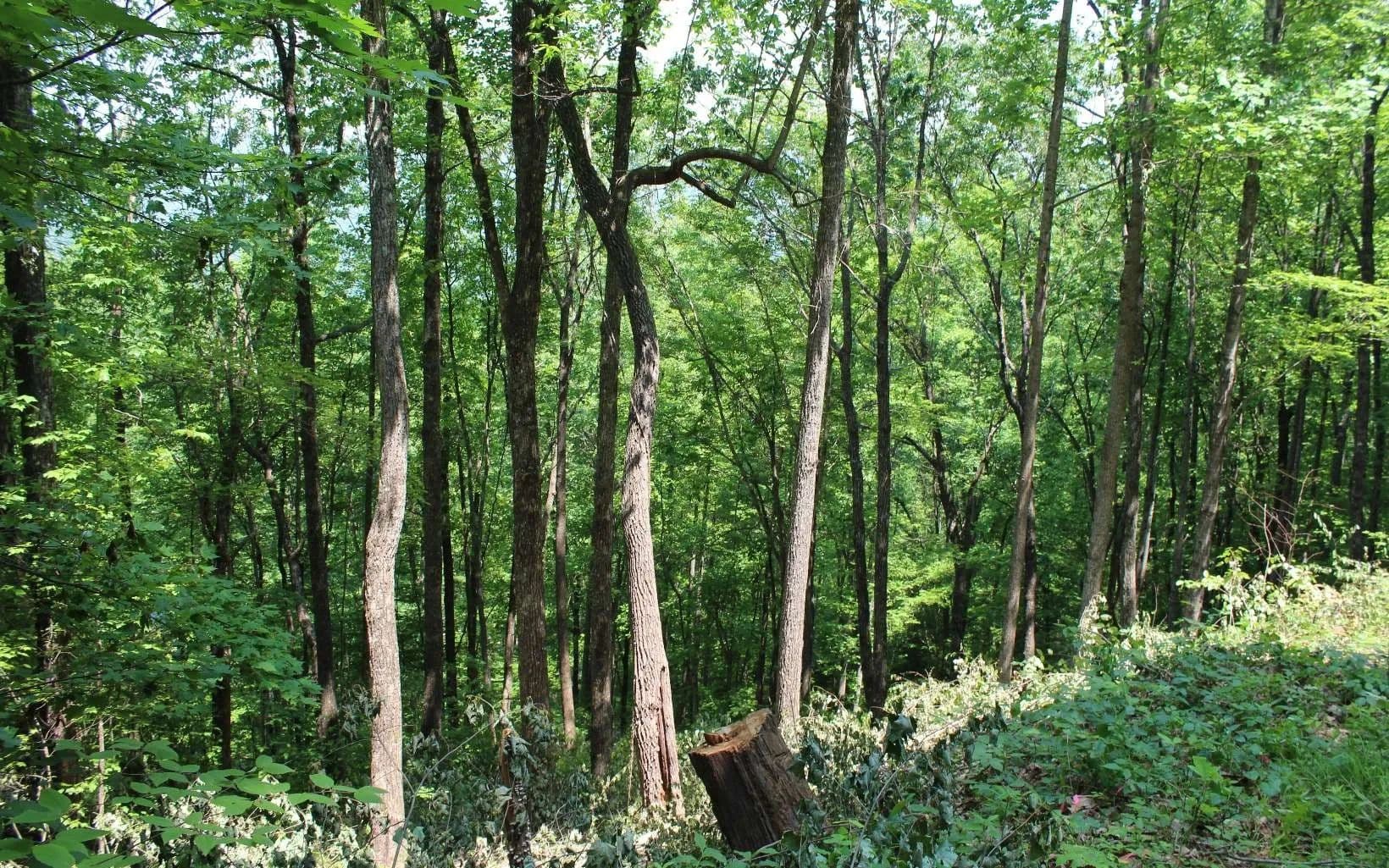 Lots & Land-Other in Hayesville - Hayesville, North Carolina, 28904