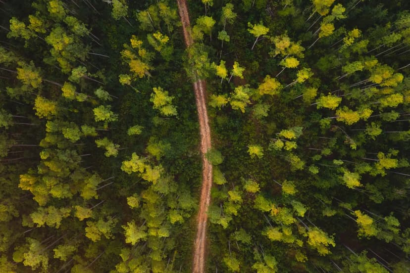 125.43 Acres Jefferson Davis County, MS 