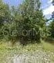 Vacant Land in Clewiston - Clewiston, Florida, 33440