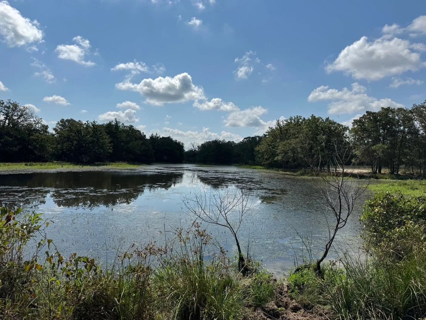 35.59 Acres of Land for Sale in Carmine, Texas - land for sale