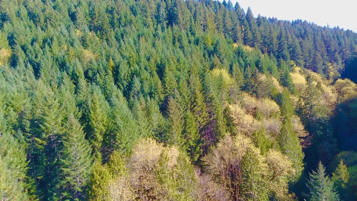 South Fork - Alsea, Oregon, 97324