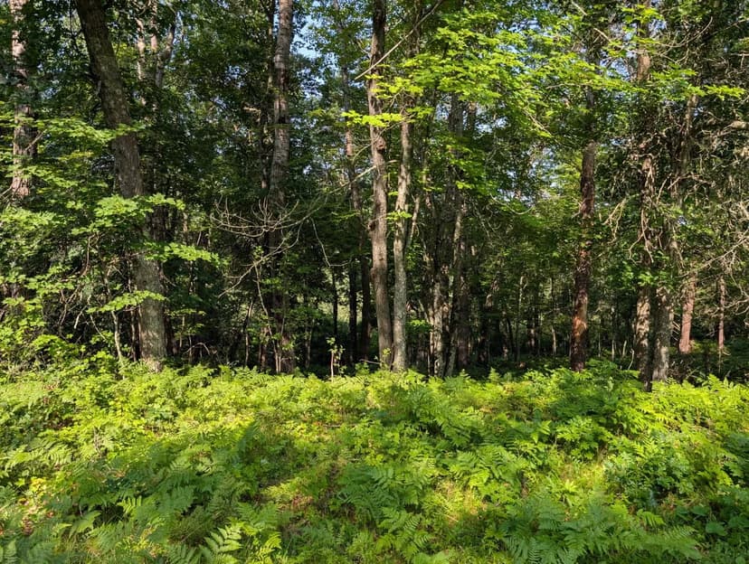 Land -Single Family Acreage in Rusk Township