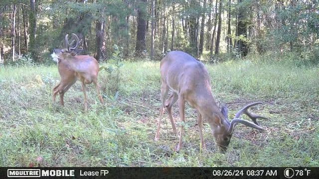 Camp and 55 Acres | Amite County, MS