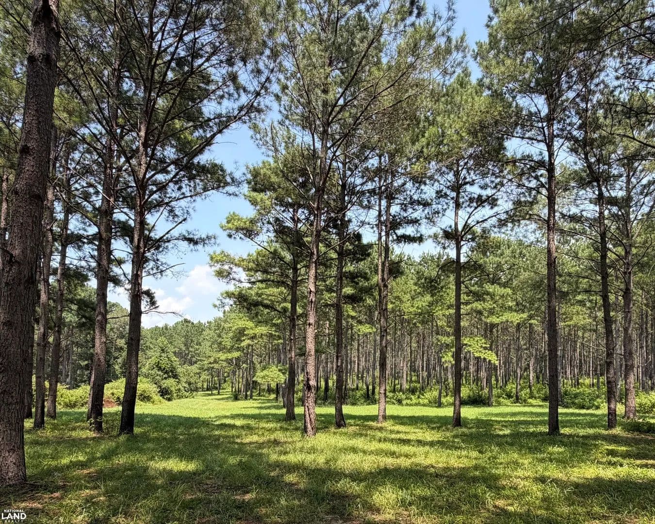 Exceptional 46+/- Acre Recreational Property - Elba, Alabama, 36323