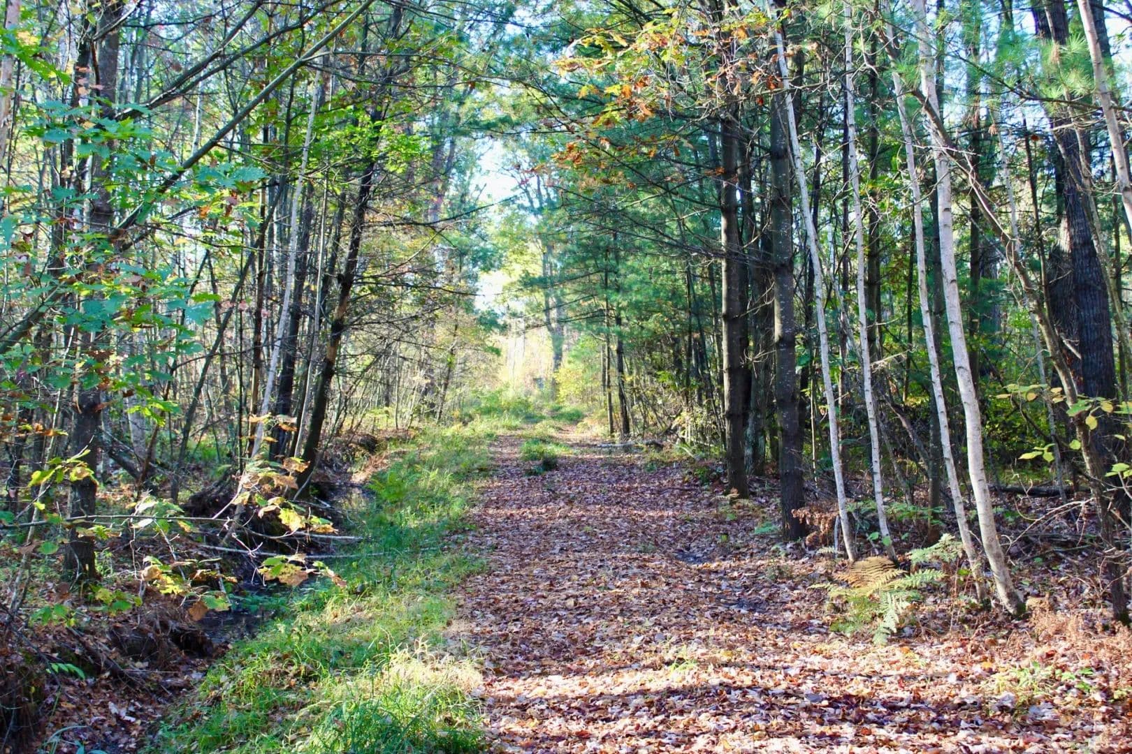 160 Acres of Land for Sale in Pittsville, WI - Pittsville, Wisconsin, 54615