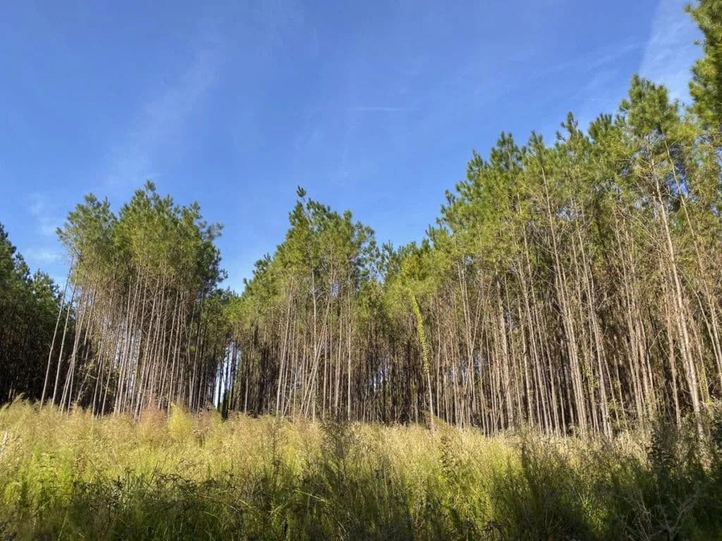 Vacant Land in Woodville - Woodville, Texas, 75979
