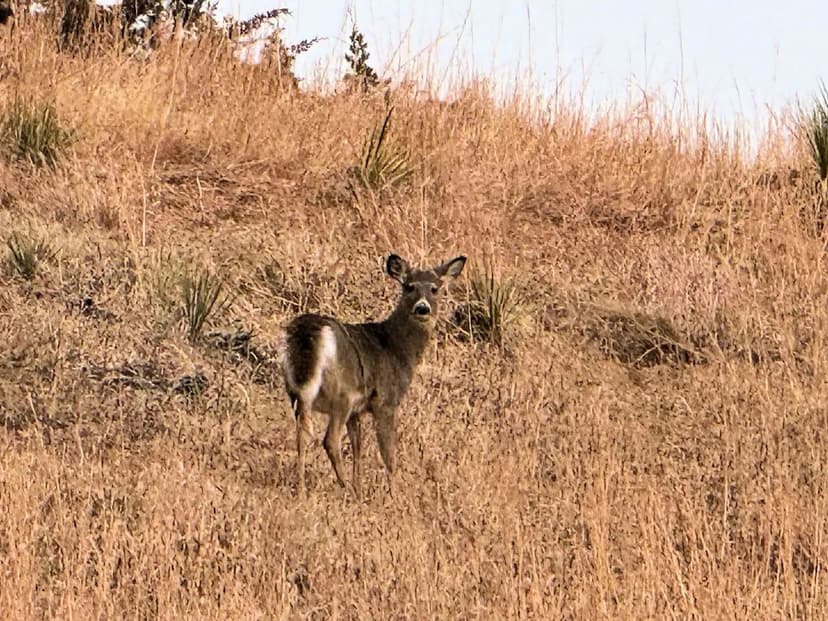 120 Acres, +/- Knox County Pasture/Recreational Land