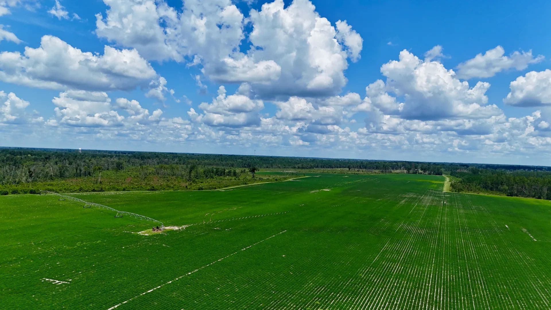 Premier 475 Acre +/- Blueberry and Row Crop Opportunity - Alma, Georgia, 31510