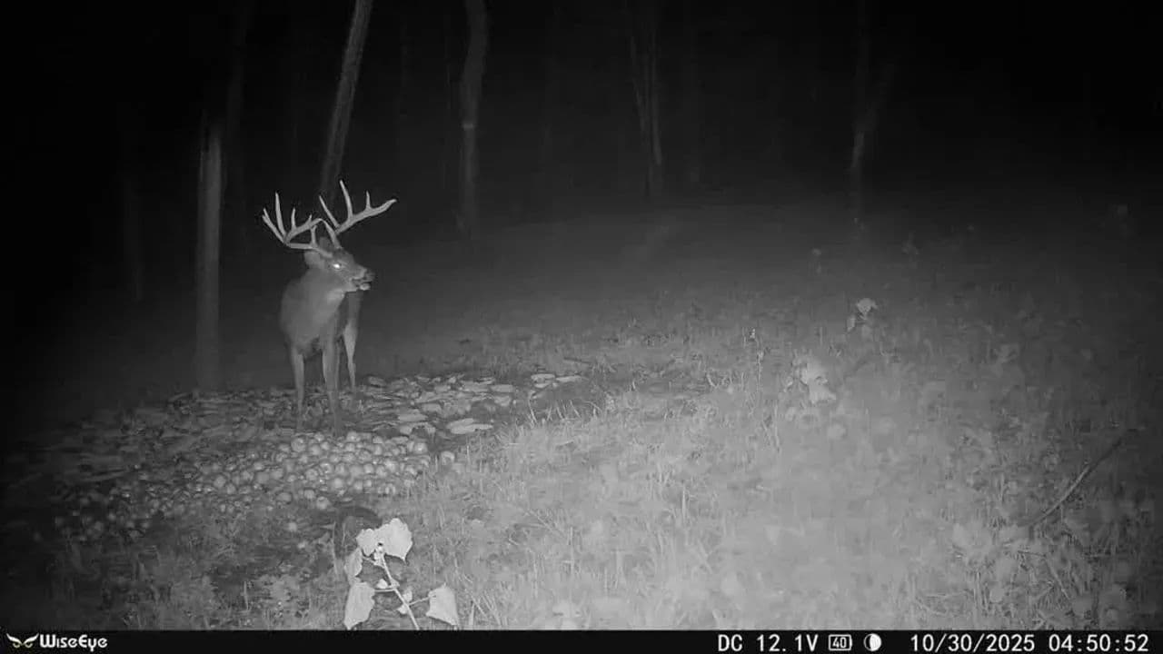 Brush Run Rd - 81 acres - Cambridge, Ohio, 43725