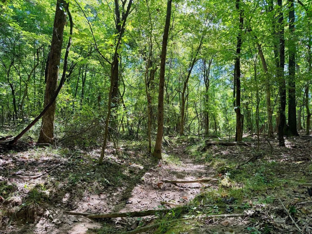 70±AC For Sale in Stoddard Co. - Bloomfield, Missouri, 63825