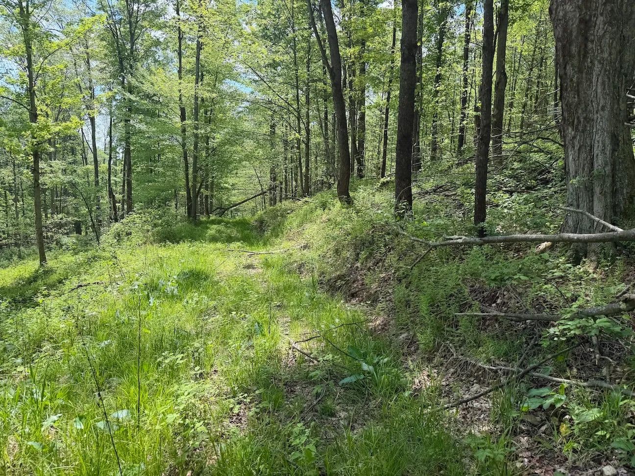23 acres Hunting Land and Recreational Land in South Dayton NY Dye Road - South Dayton, New York, 14138