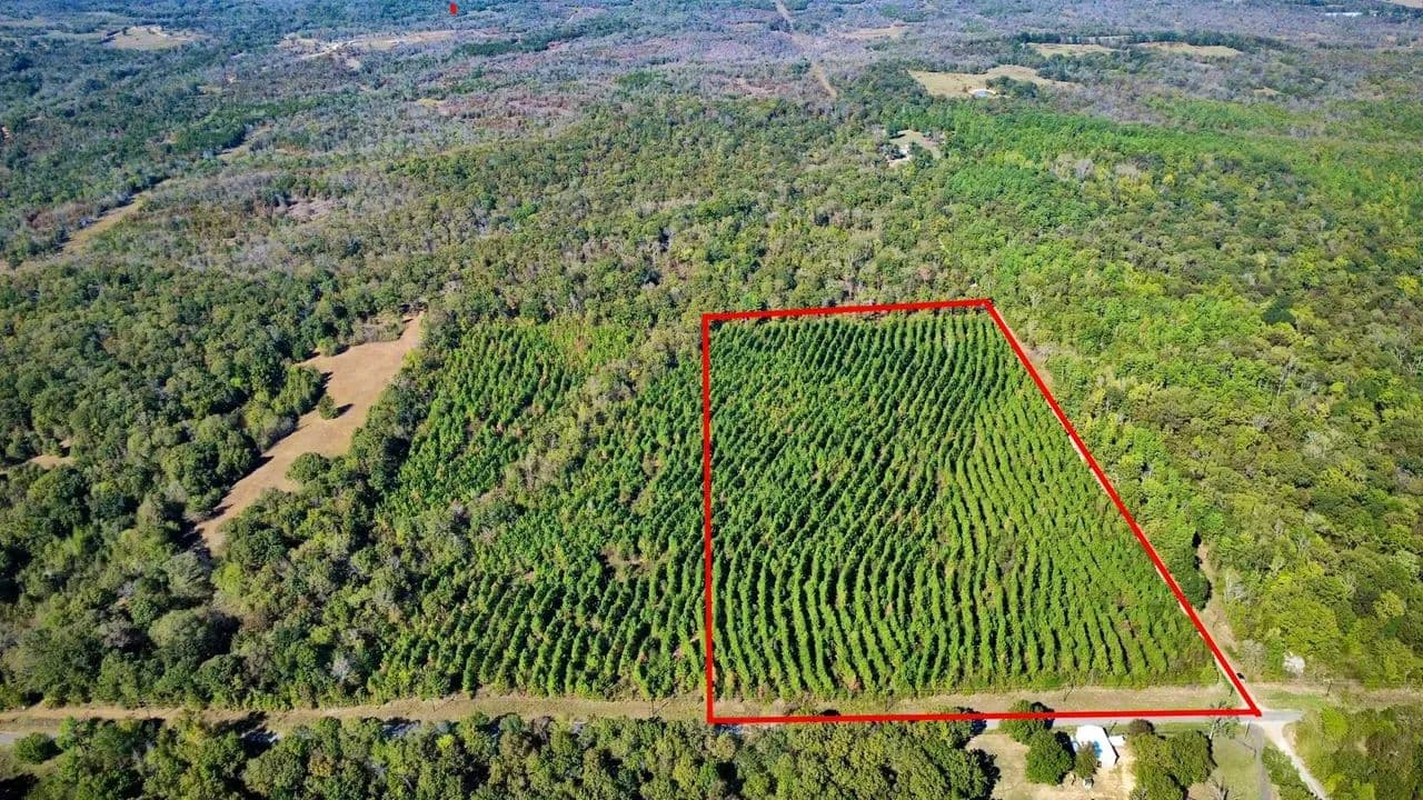 20 Acres of Growing Pines | Country Living & Timber Investment Near Valliant, OK - Valliant, Oklahoma, 74764