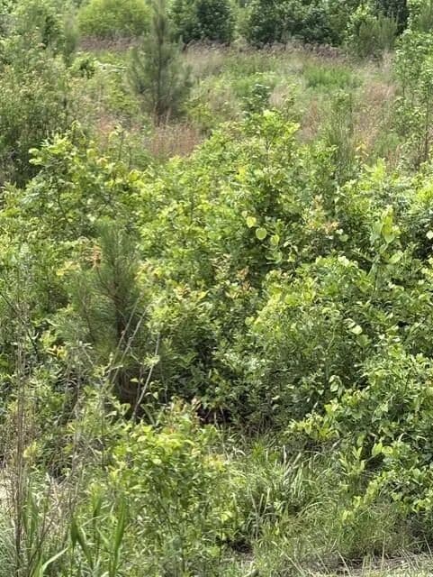 14 Acres of Land for Sale in Elko, South Carolina - Elko, South Carolina, 29826