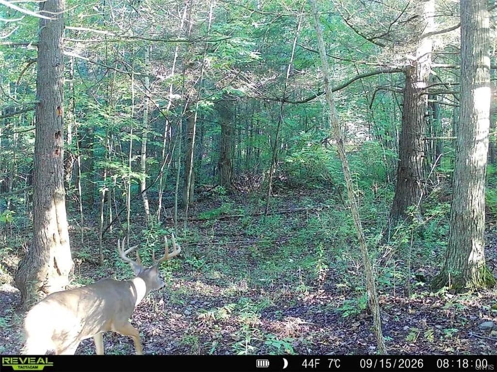 8 acre Recreational Property with Stream in Addison NY Stewart Rd - Addison, New York, 14801