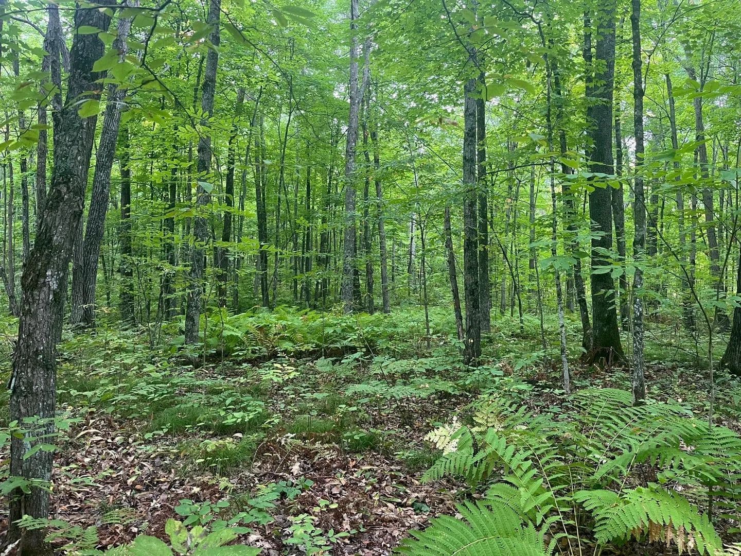 Vacant Land in Mckinley Twp - Wisconsin, 54829