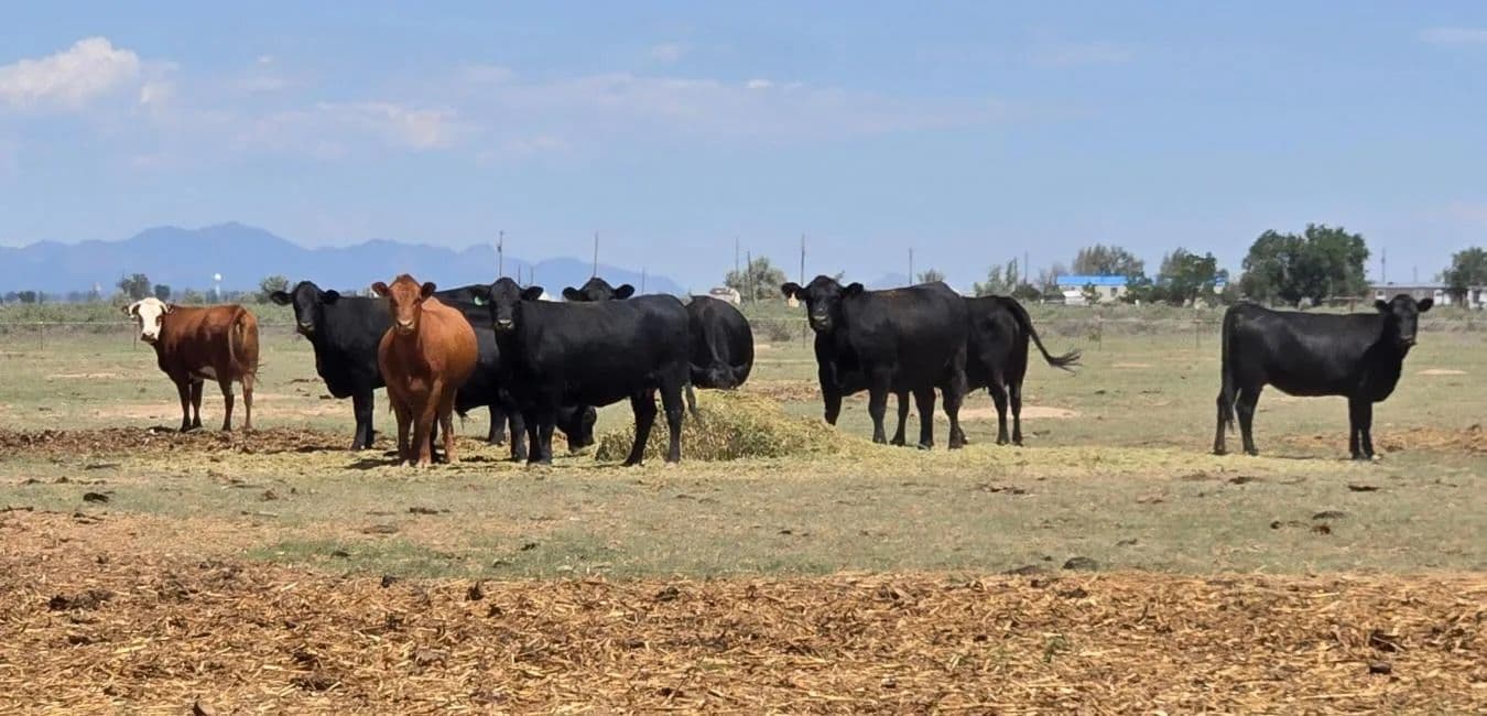 XX Ash Street - Moriarty, New Mexico, 87035