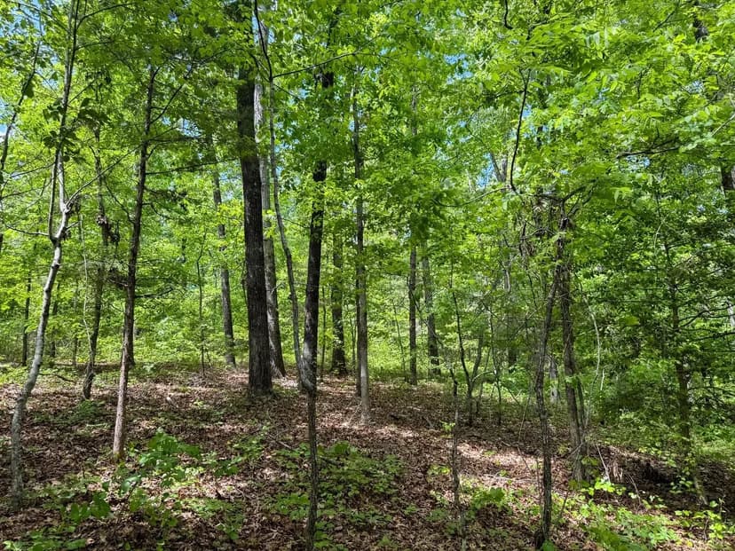 Itawamba County - Golden 46 - Homesites, Hunting & Hardwoods