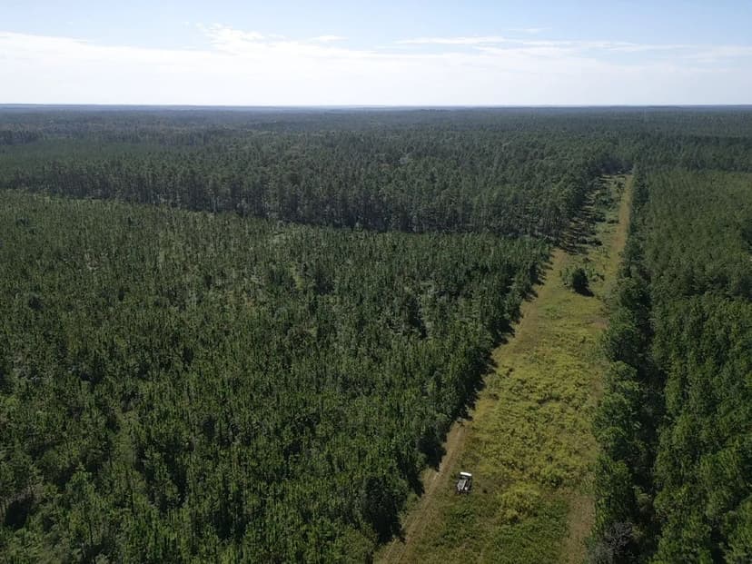 80 Acres Fruitdale, AL Washington County