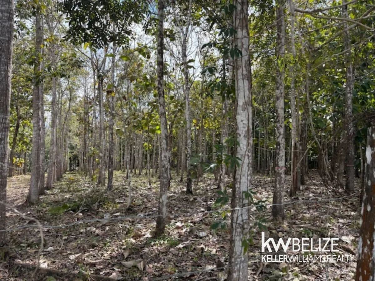 25-Acre Teak and Mahogany Tree Farm - land for sale