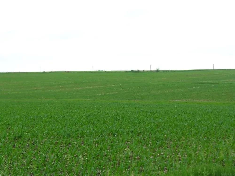 207.47 Acres of Land for Sale in Little Cedar, Iowa - Little Cedar, Iowa, 50454