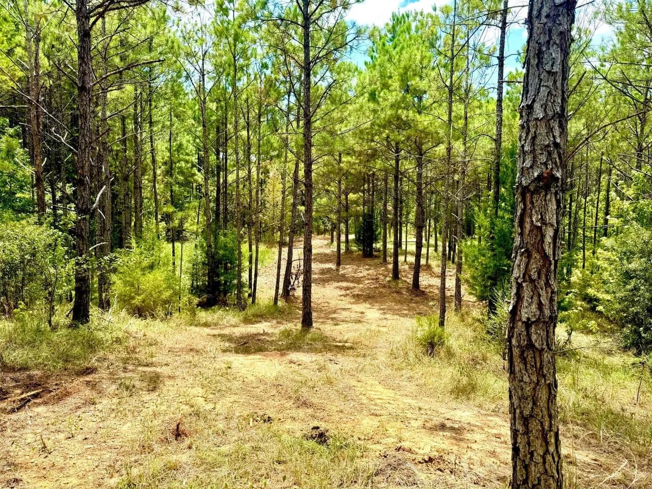 Copiah 22 - Hazlehurst, Mississippi, 39059