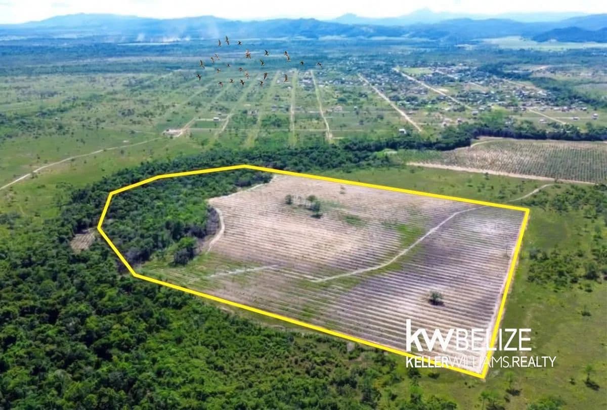 40-Acre Coconut Farm in Belize - land for sale