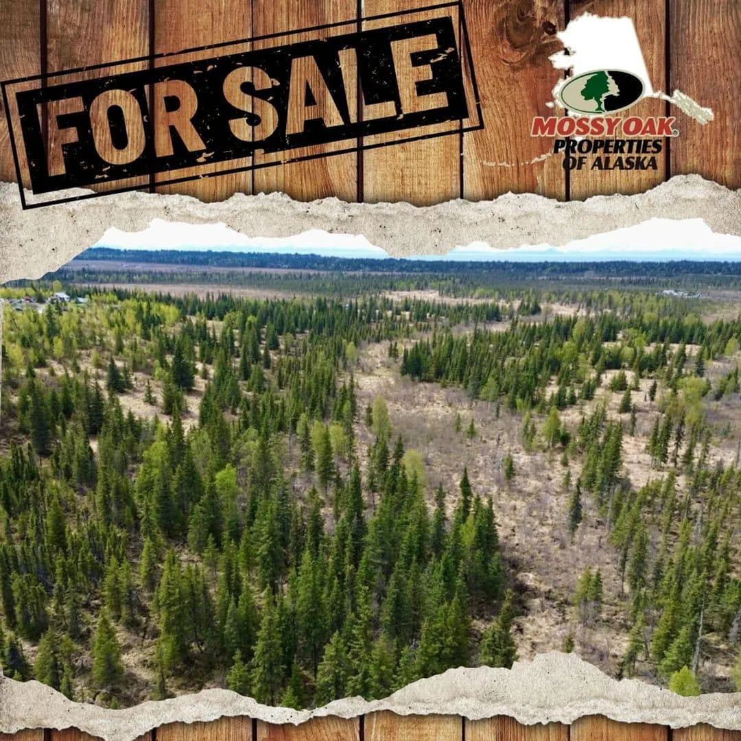 25645 Stinkbug Street - Anchor Point, Alaska, 99556